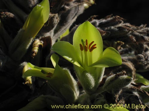 Фотография Puya chilensis (Puya / Chagual). Щелкните, чтобы увеличить вырез.