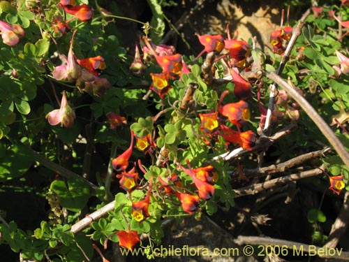 Bild von Tropaeolum tricolor (Soldadito rojo / Relicario). Klicken Sie, um den Ausschnitt zu vergrössern.