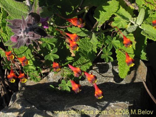 Фотография Tropaeolum tricolor (Soldadito rojo / Relicario). Щелкните, чтобы увеличить вырез.