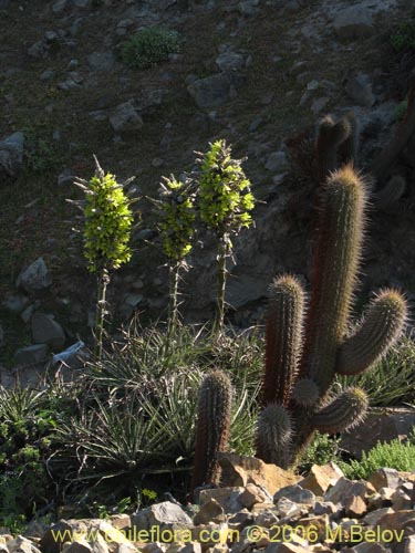 Bild von Puya chilensis (Puya / Chagual). Klicken Sie, um den Ausschnitt zu vergrössern.