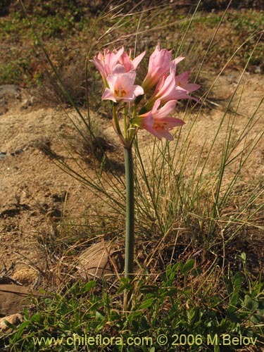 Bild von Rhodophiala advena (). Klicken Sie, um den Ausschnitt zu vergrössern.