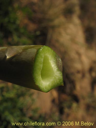 Imágen de Rhodophiala advena (). Haga un clic para aumentar parte de imágen.