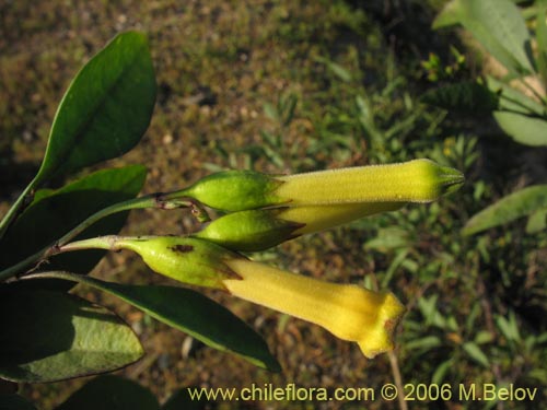 Imágen de Nicotiana glauca (Palqui extranjero / Palqui inglés / palán palán / palancho / gandul / tabaco moruno). Haga un clic para aumentar parte de imágen.