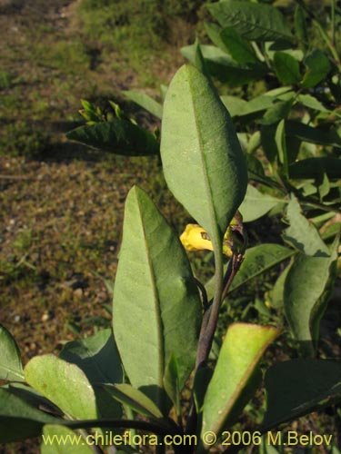 Image of Nicotiana glauca (Palqui extranjero / Palqui ingls / paln paln / palancho / gandul / tabaco moruno). Click to enlarge parts of image.