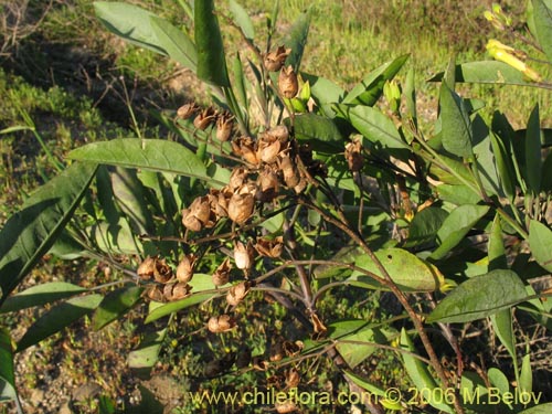 Imágen de Nicotiana glauca (Palqui extranjero / Palqui inglés / palán palán / palancho / gandul / tabaco moruno). Haga un clic para aumentar parte de imágen.