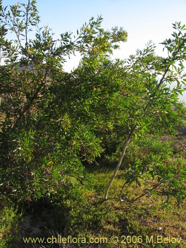 Imágen de Nicotiana glauca (Palqui extranjero / Palqui inglés / palán palán / palancho / gandul / tabaco moruno). Haga un clic para aumentar parte de imágen.