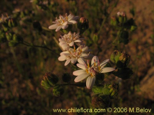 Imágen de Leucheria sp. #1658 (). Haga un clic para aumentar parte de imágen.