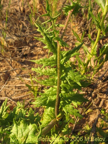 Bild von Leucheria sp. #1658 (). Klicken Sie, um den Ausschnitt zu vergrössern.