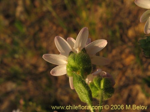 Leucheria sp. #1658의 사진