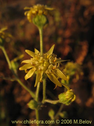 Image of Leucheria sp. #1658 (). Click to enlarge parts of image.