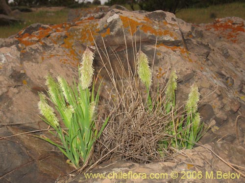 Imágen de Lamarkia aurea (). Haga un clic para aumentar parte de imágen.