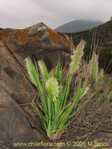 Bild von Lamarkia aurea (). Klicken Sie, um den Ausschnitt zu vergrössern.