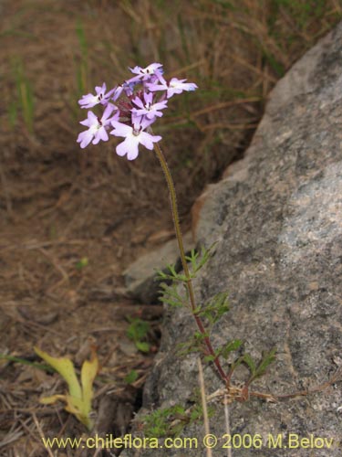 Bild von Verbena sp. #3075 (). Klicken Sie, um den Ausschnitt zu vergrössern.