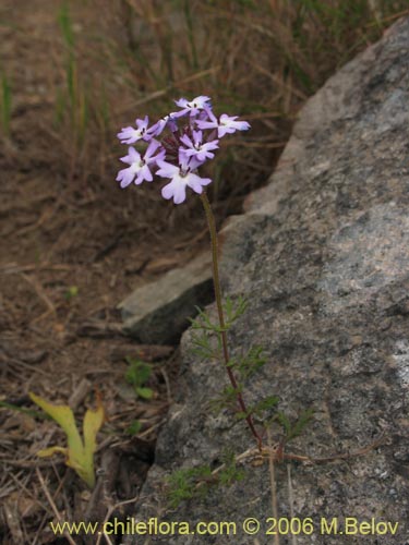 Bild von Verbena sp. #3075 (). Klicken Sie, um den Ausschnitt zu vergrössern.