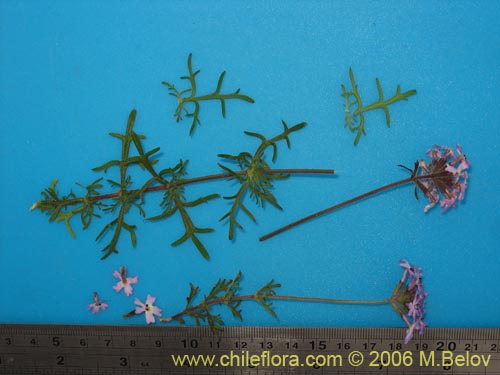 Image of Verbena sp. #3075 (). Click to enlarge parts of image.