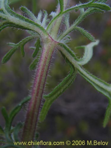 Bild von Verbena sp. #3075 (). Klicken Sie, um den Ausschnitt zu vergrössern.