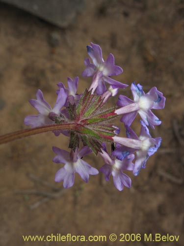 Bild von Verbena sp. #3075 (). Klicken Sie, um den Ausschnitt zu vergrössern.