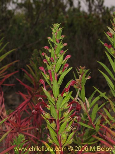 Imágen de Lobelia polyphylla (Tabaco del diablo / Tupa). Haga un clic para aumentar parte de imágen.