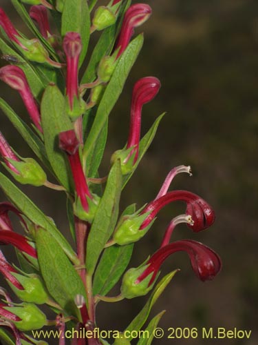 Image of Lobelia polyphylla (Tabaco del diablo / Tupa). Click to enlarge parts of image.