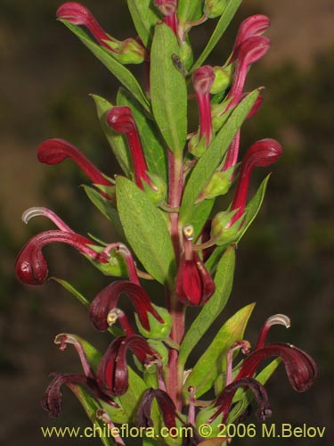 Bild von Lobelia polyphylla (Tabaco del diablo / Tupa). Klicken Sie, um den Ausschnitt zu vergrössern.