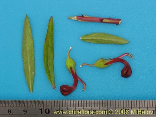 Image of Lobelia polyphylla (Tabaco del diablo / Tupa). Click to enlarge parts of image.