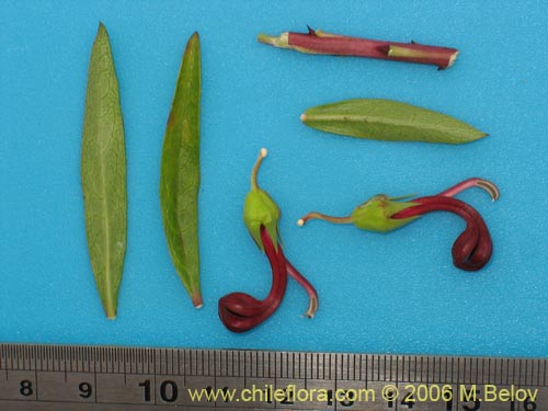 Image of Lobelia polyphylla (Tabaco del diablo / Tupa). Click to enlarge parts of image.