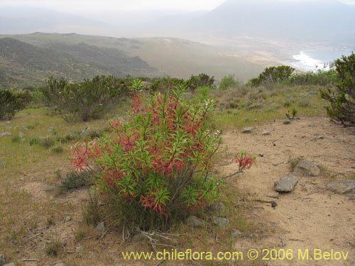 Imágen de Lobelia polyphylla (Tabaco del diablo / Tupa). Haga un clic para aumentar parte de imágen.