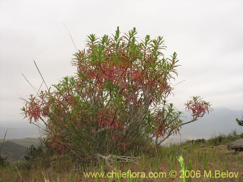 Bild von Lobelia polyphylla (Tabaco del diablo / Tupa). Klicken Sie, um den Ausschnitt zu vergrössern.
