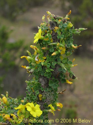 Bild von Oxalis gigantea (). Klicken Sie, um den Ausschnitt zu vergrössern.