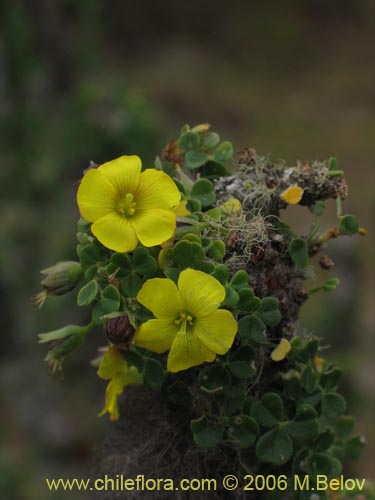 Bild von Oxalis gigantea (). Klicken Sie, um den Ausschnitt zu vergrössern.