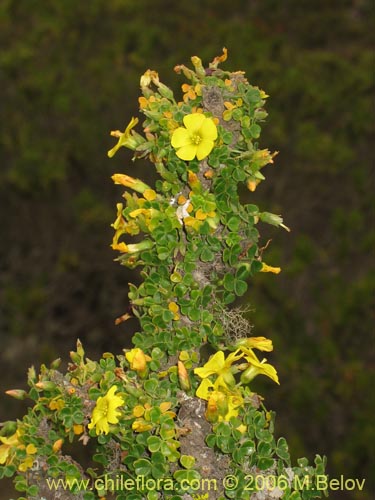 Bild von Oxalis gigantea (). Klicken Sie, um den Ausschnitt zu vergrössern.