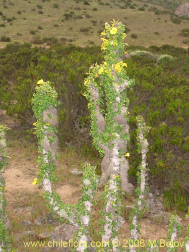 Imágen de Oxalis gigantea (). Haga un clic para aumentar parte de imágen.