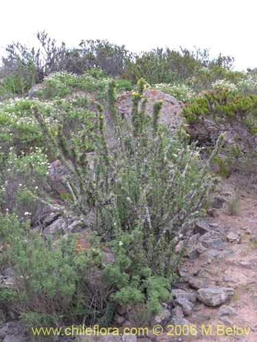 Image of Oxalis gigantea (). Click to enlarge parts of image.