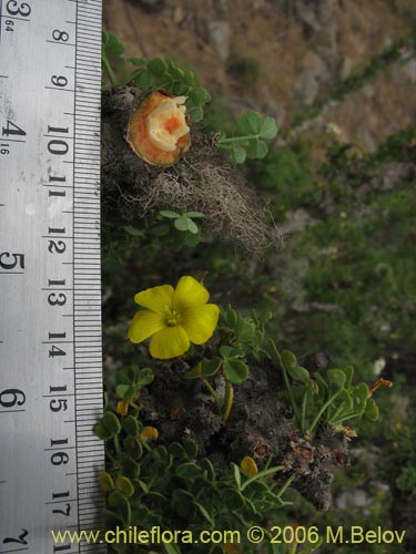 Bild von Oxalis gigantea (). Klicken Sie, um den Ausschnitt zu vergrössern.