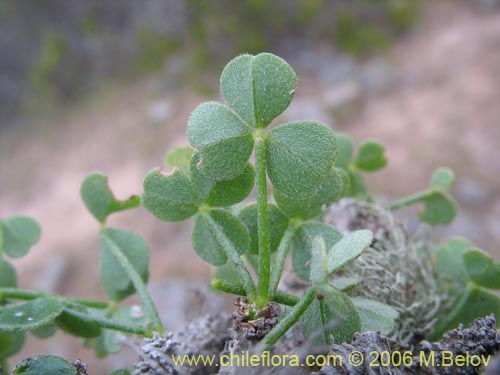 Фотография Oxalis gigantea (). Щелкните, чтобы увеличить вырез.