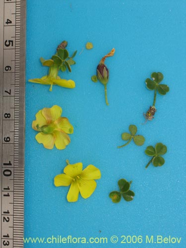 Oxalis giganteaの写真