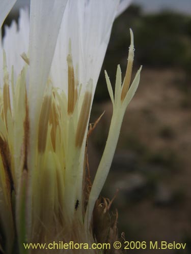 Bild von Centaurea floccosa (). Klicken Sie, um den Ausschnitt zu vergrössern.