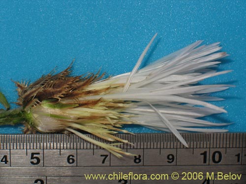 Image of Centaurea floccosa (). Click to enlarge parts of image.