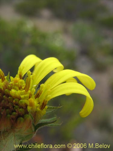 Фотография Asteraceae sp. #1886 (). Щелкните, чтобы увеличить вырез.