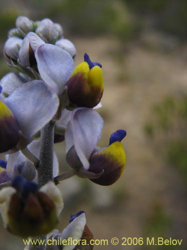 Bild von Pteromonnina pterocarpa (Monina / Agua-rica). Klicken Sie, um den Ausschnitt zu vergrössern.