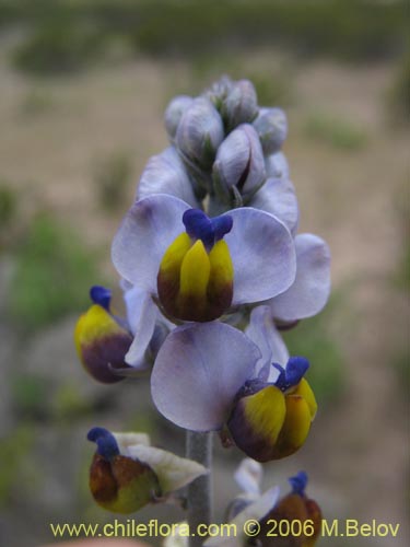 Bild von Pteromonnina pterocarpa (Monina / Agua-rica). Klicken Sie, um den Ausschnitt zu vergrössern.