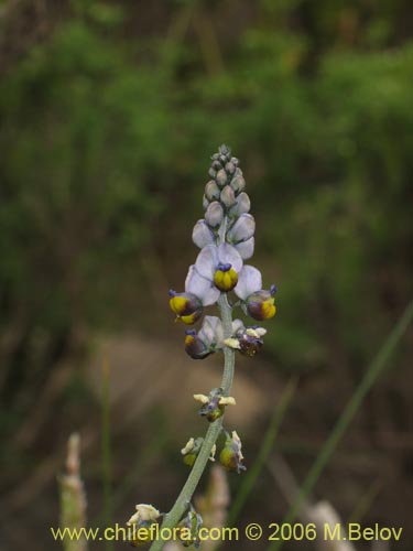 Imágen de Pteromonnina pterocarpa (Monina / Agua-rica). Haga un clic para aumentar parte de imágen.