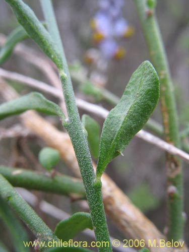 Image of Pteromonnina pterocarpa (Monina / Agua-rica). Click to enlarge parts of image.