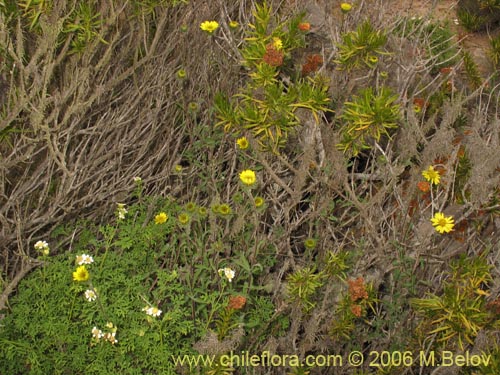 Asteraceae sp. #1886의 사진