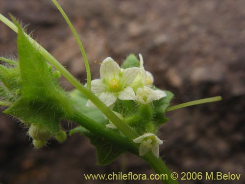 Imágen de Sicyos bryoniifolius (). Haga un clic para aumentar parte de imágen.