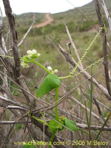 Image of Sicyos bryoniifolius (). Click to enlarge parts of image.