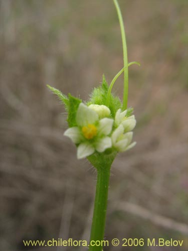 Bild von Sicyos bryoniifolius (). Klicken Sie, um den Ausschnitt zu vergrössern.