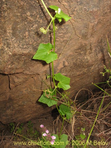 Bild von Sicyos bryoniifolius (). Klicken Sie, um den Ausschnitt zu vergrössern.