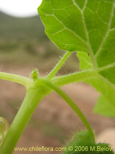 Bild von Sicyos bryoniifolius (). Klicken Sie, um den Ausschnitt zu vergrössern.