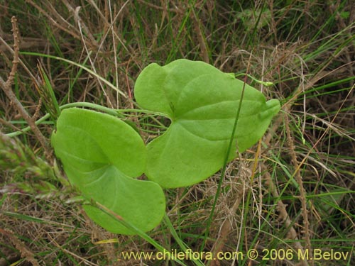 Image of Dioscorea sp. #1500 (). Click to enlarge parts of image.